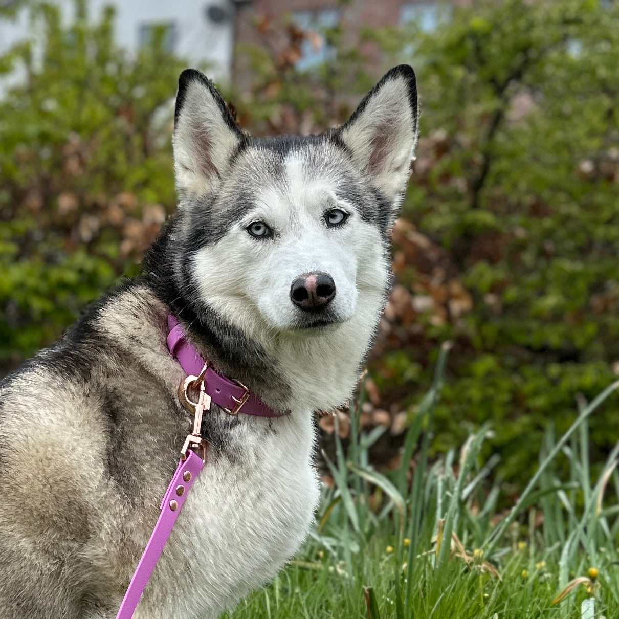 Dog Collars