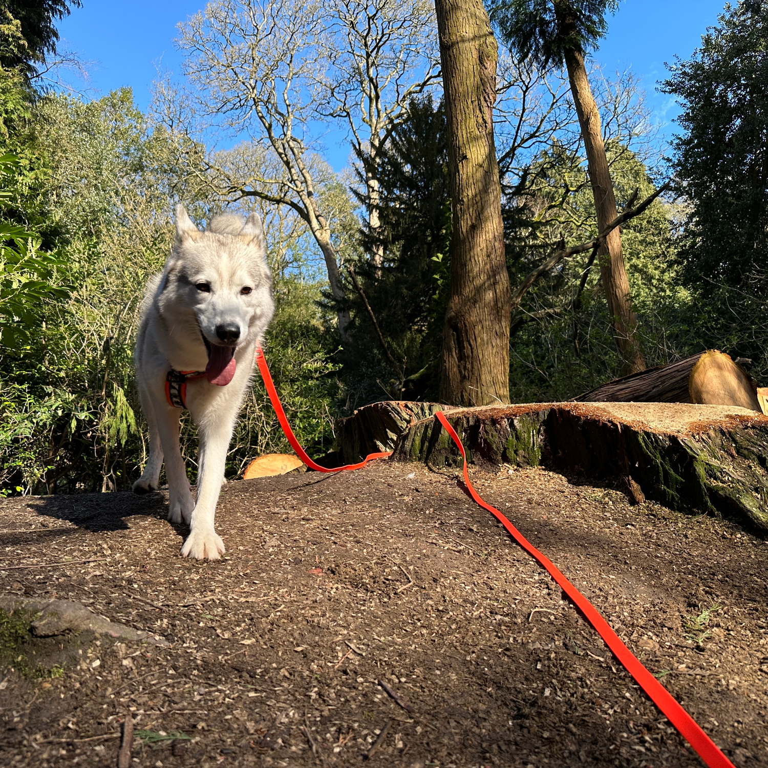 Dog Leads + Longlines