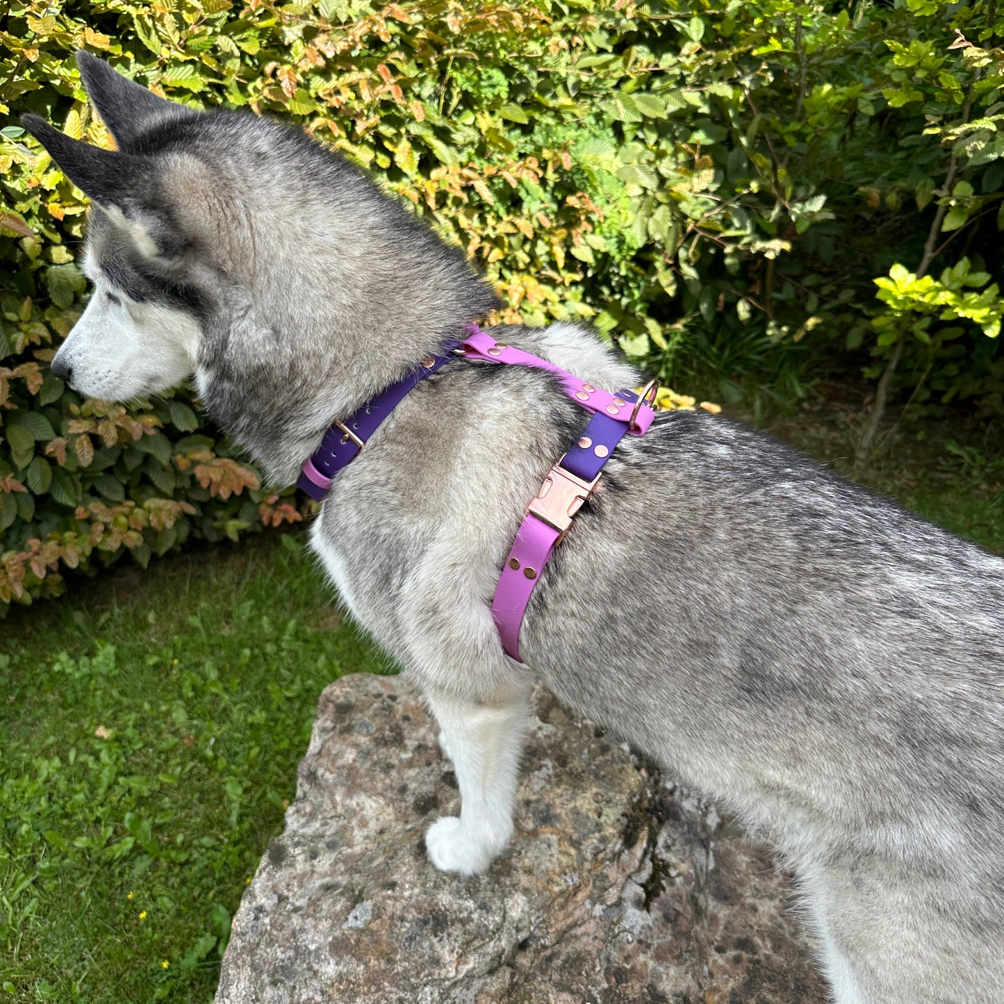 Waterproof Explorer Dog Harness - Adjustable