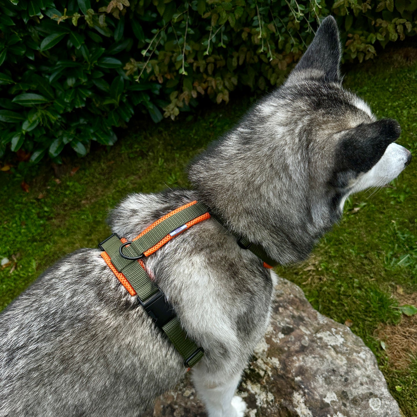 Khaki & Orange Explorer Dog Harness - Adjustable & Padded