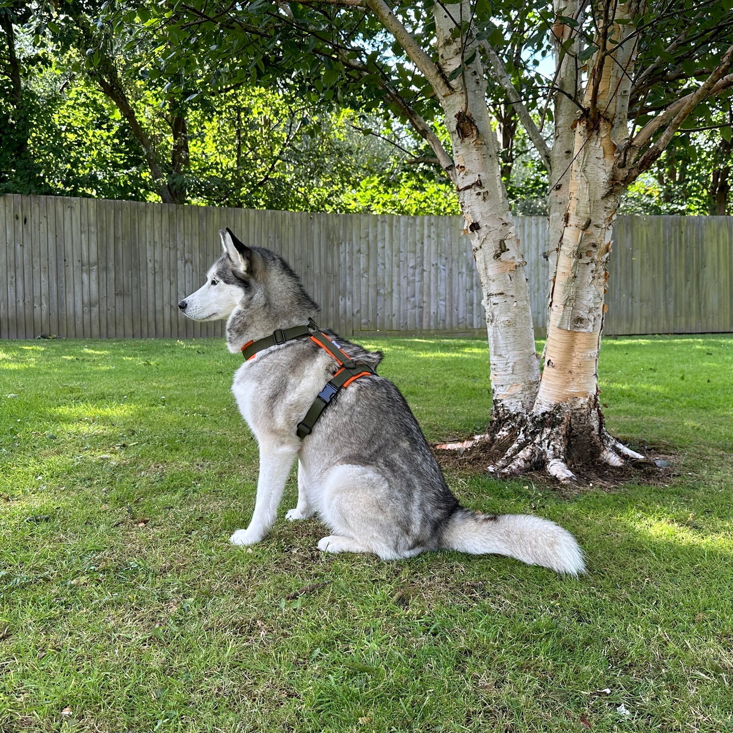 Khaki & Orange Explorer Dog Harness - Adjustable & Padded