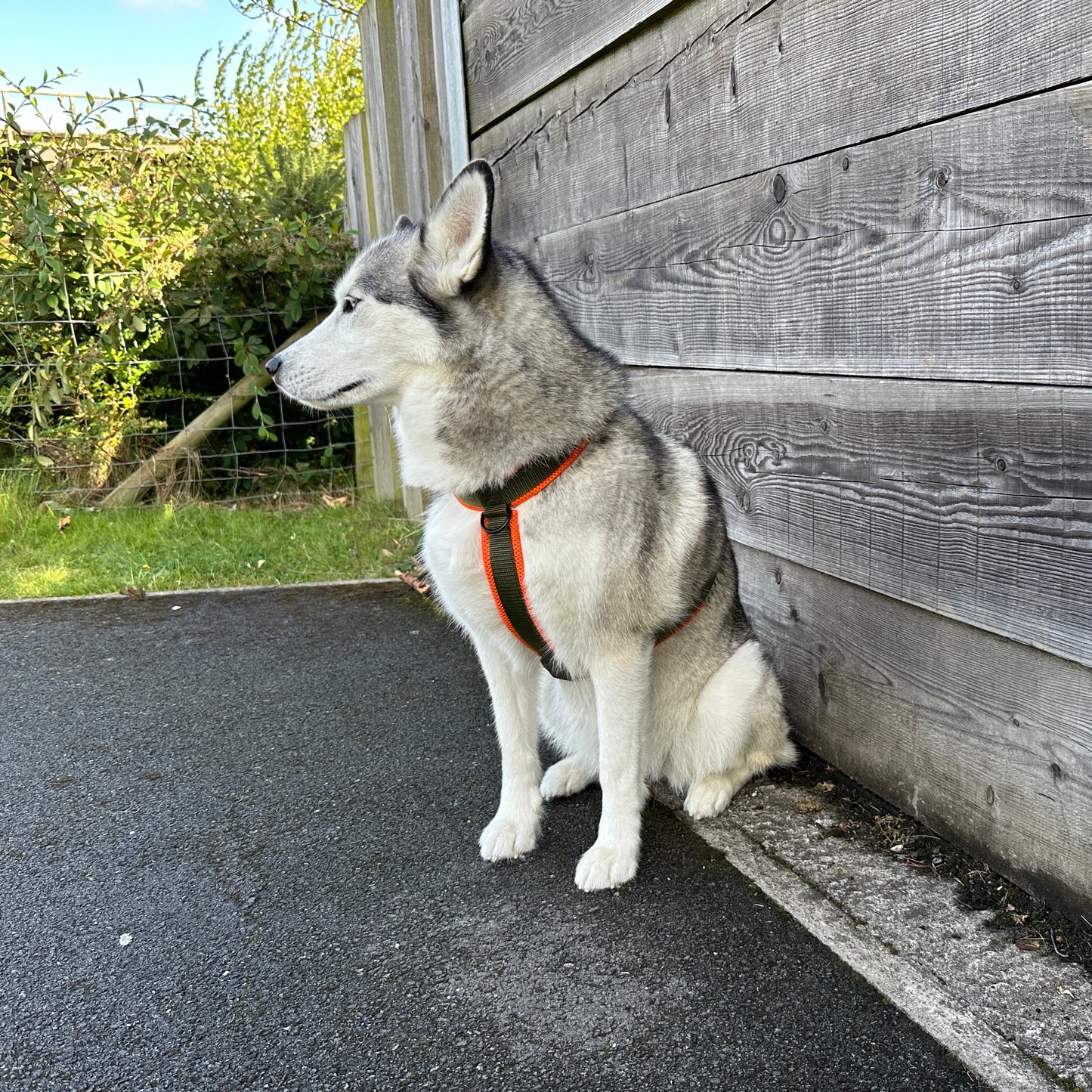 Khaki & Orange Explorer Dog Harness - Adjustable & Padded