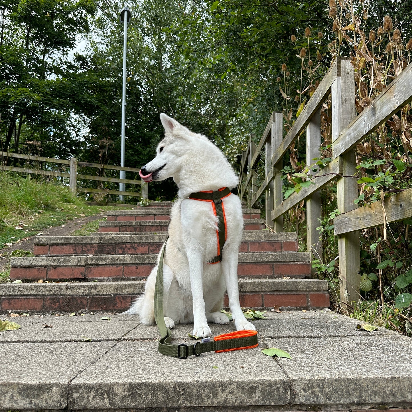 Khaki & Orange Anti-Escape Dog Harness - Adjustable & Padded