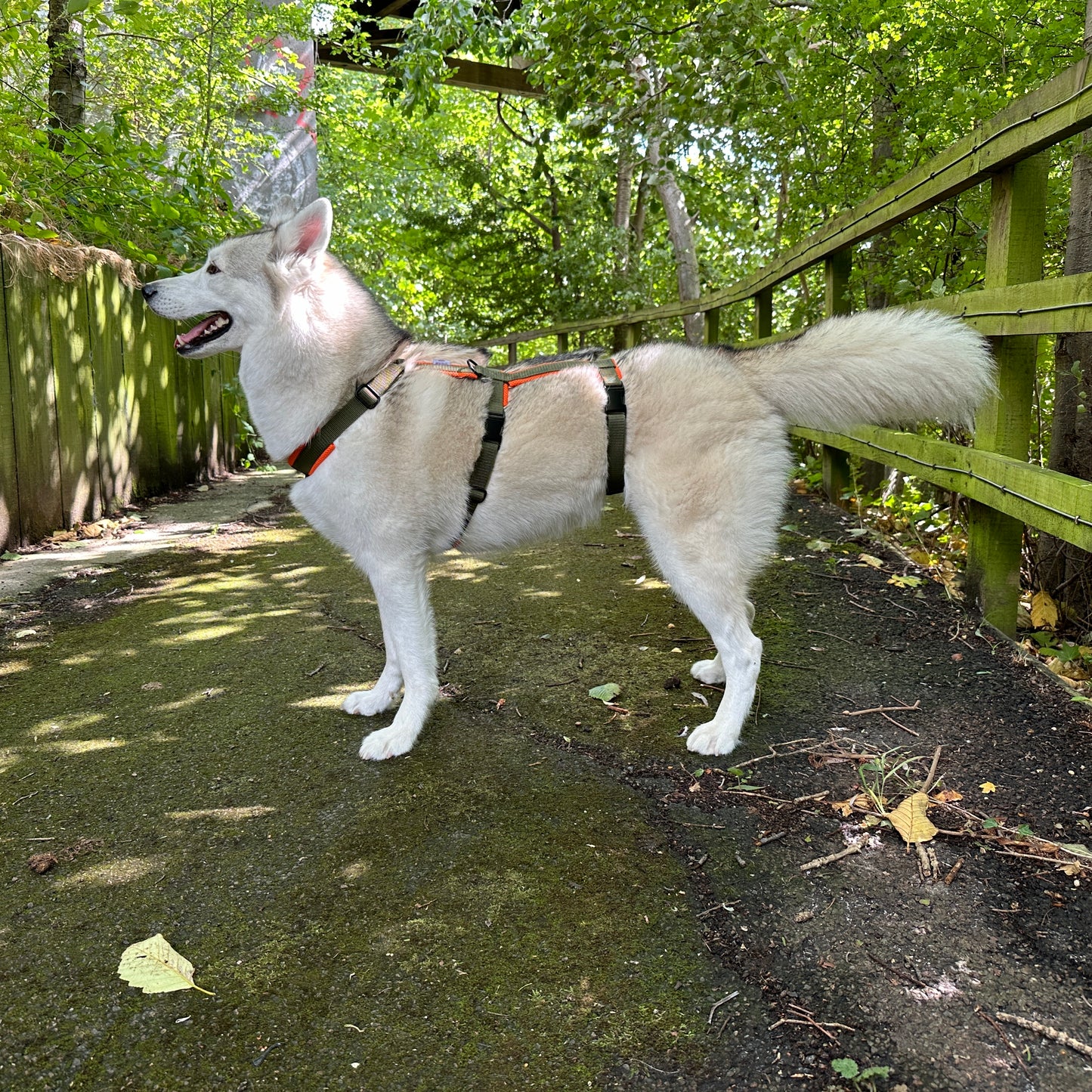 Khaki & Orange Anti-Escape Dog Harness - Adjustable & Padded