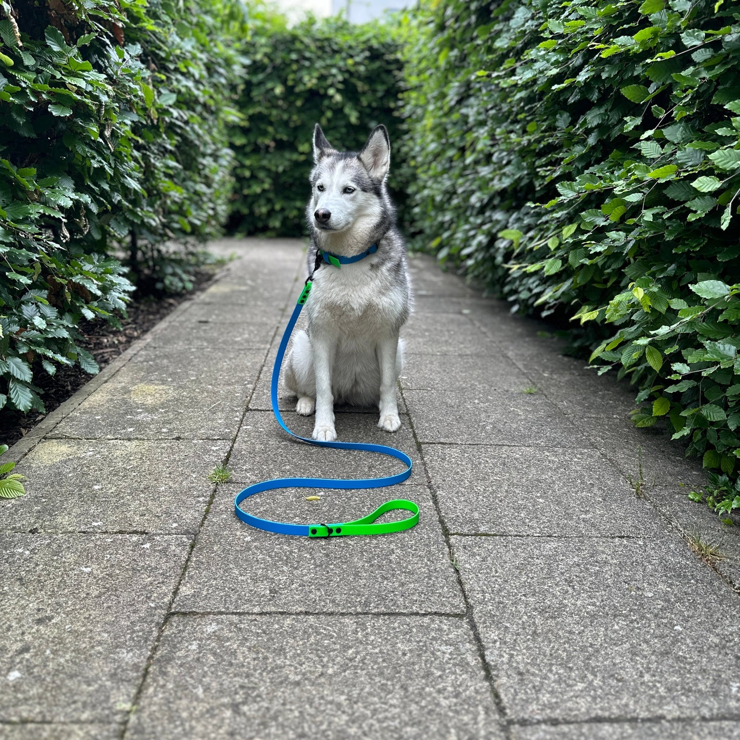 Sky Blue & Neon Green Waterproof Dog Collar & Dog Lead Set