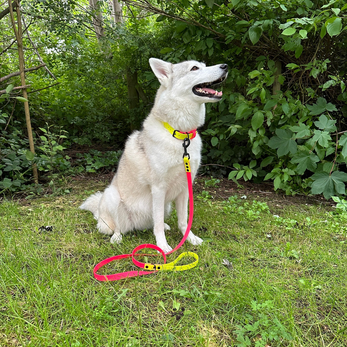 Neon Pink & Neon Yellow Waterproof Dog Collar & Dog Lead Set