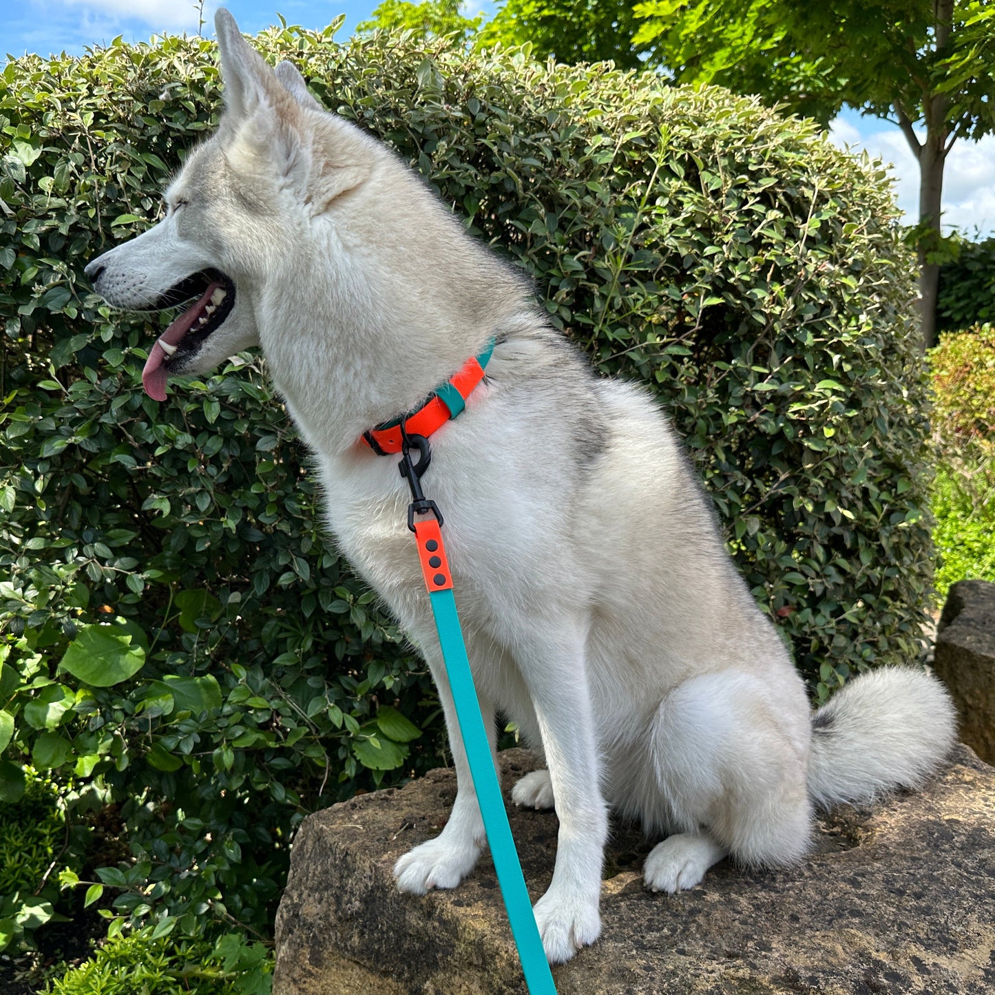 Neon Orange & Pastel Green Waterproof Dog Collar & Dog Lead Set