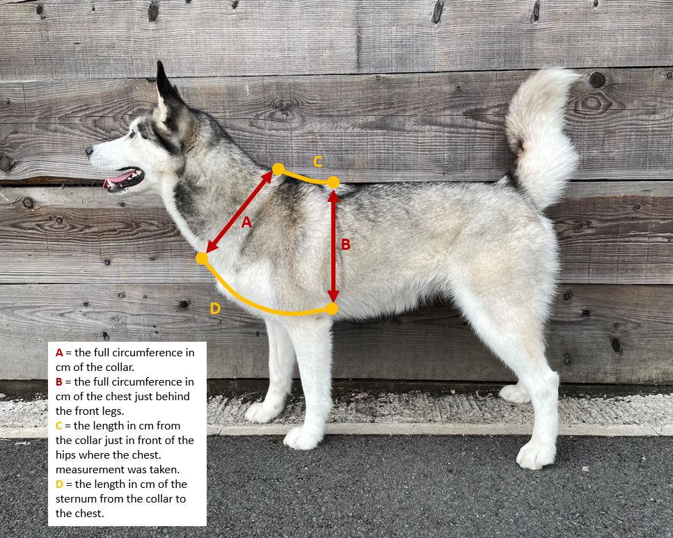 Christmas Explorer Dog Harness